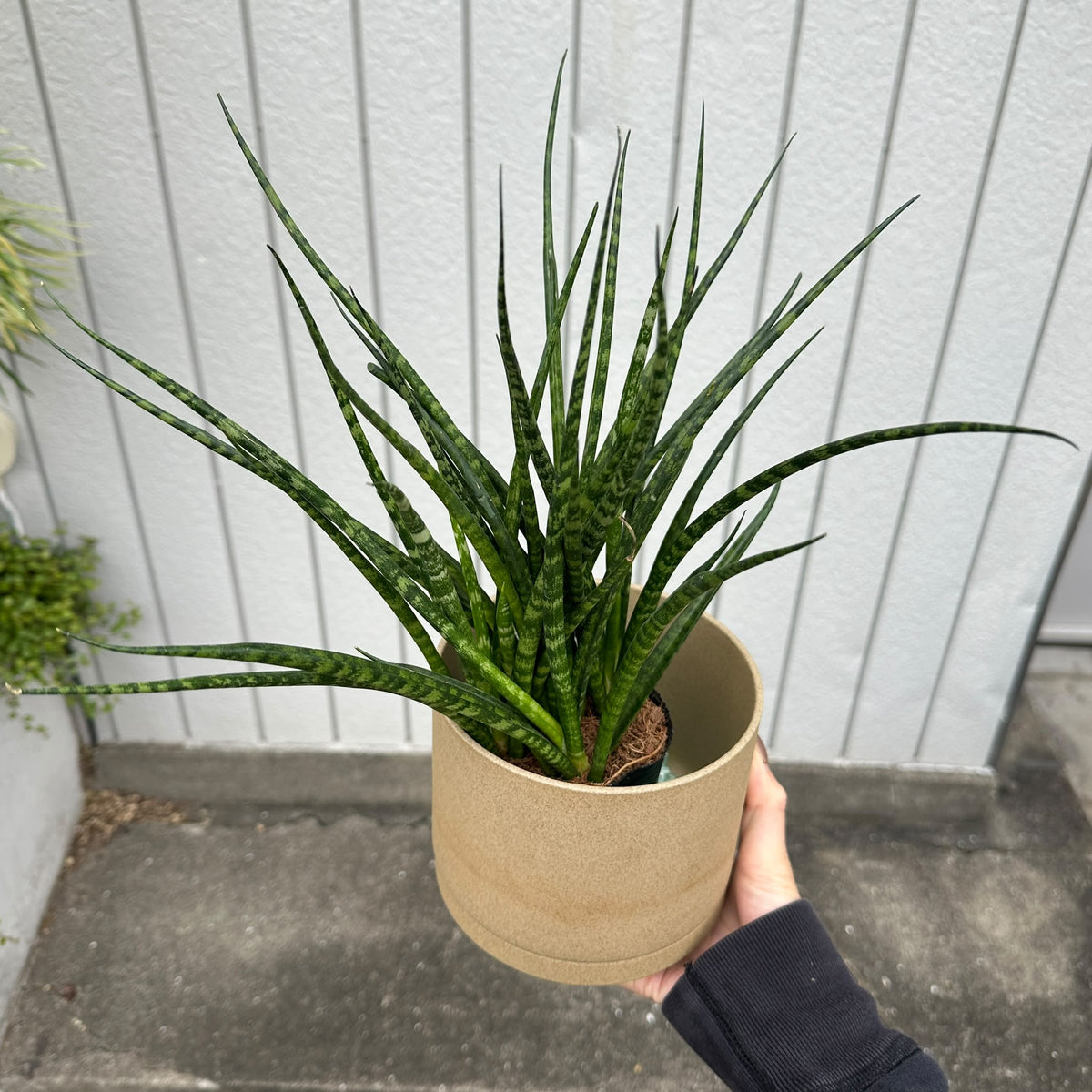 Snake Plant サンスベリア ファーンウッド