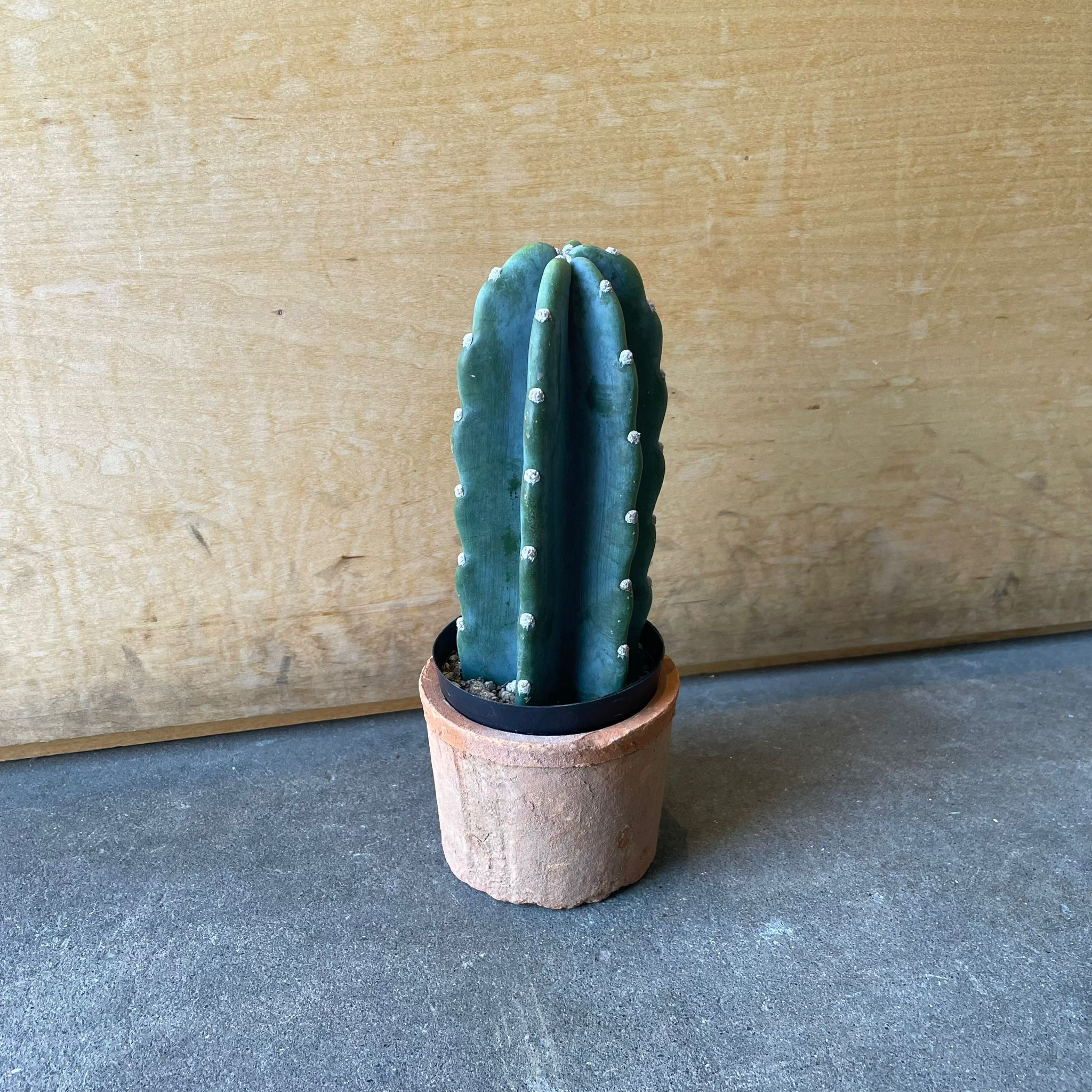 柱サボテン・雷神閣 I インドアプランツ I プラントソサエティ