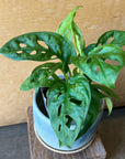 Swiss Cheese Plant ( Monstera friedrichsthalii) スイスチーズプラント（マドカズラ）