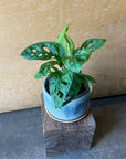 Swiss Cheese Plant ( Monstera friedrichsthalii) スイスチーズプラント（マドカズラ）