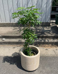Dwarf Umbrella Tree Assort シェフレラ