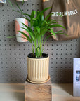 Golden cane palm アレカヤシ