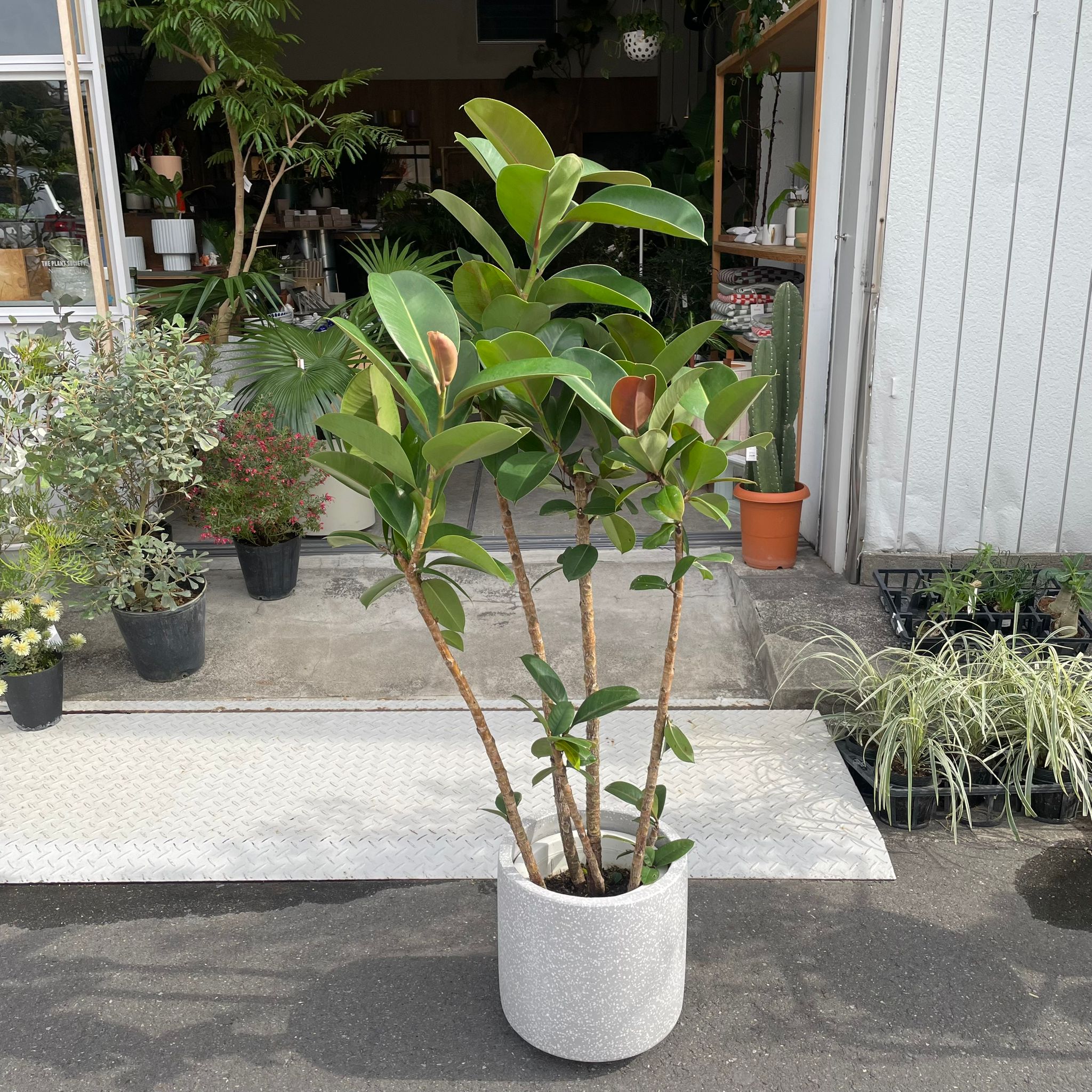 フィカス ソフィア I インドアプランツ I プラントソサエティ