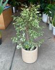 Variegated Weeping Fig ベンジャミン スターライト