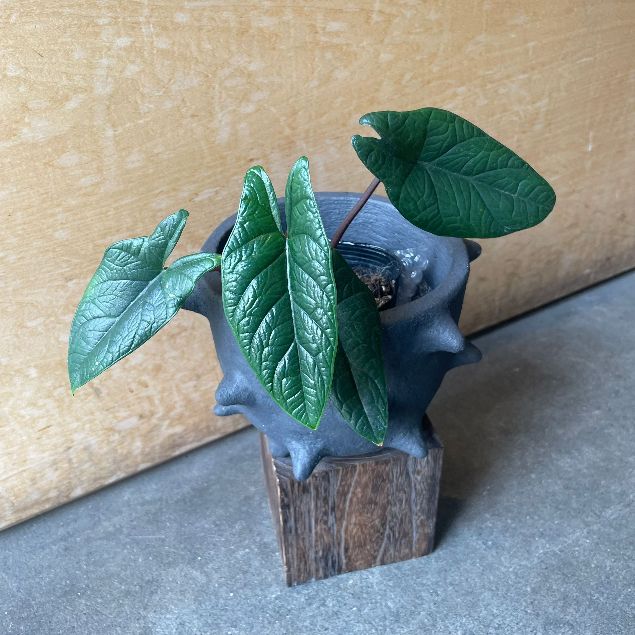 Alocasia 'Sculptrum' アロカシア スカルプラム I インドアプランツ I