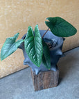 Alocasia ‘Sculptrum’ アロカシア スカルプラム Size 3