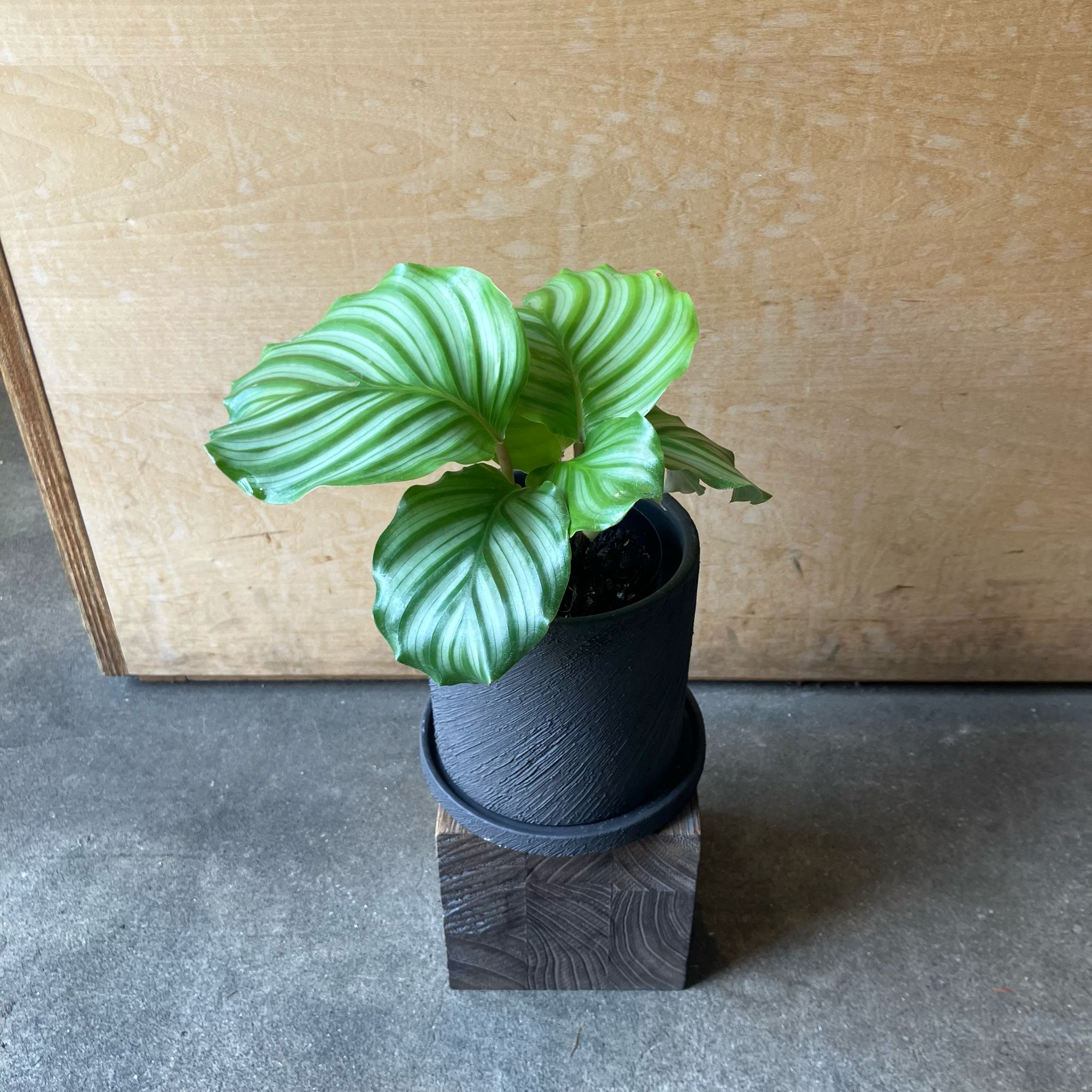 カラテア オルビフォリア I インドアプランツ I プラントソサエティ