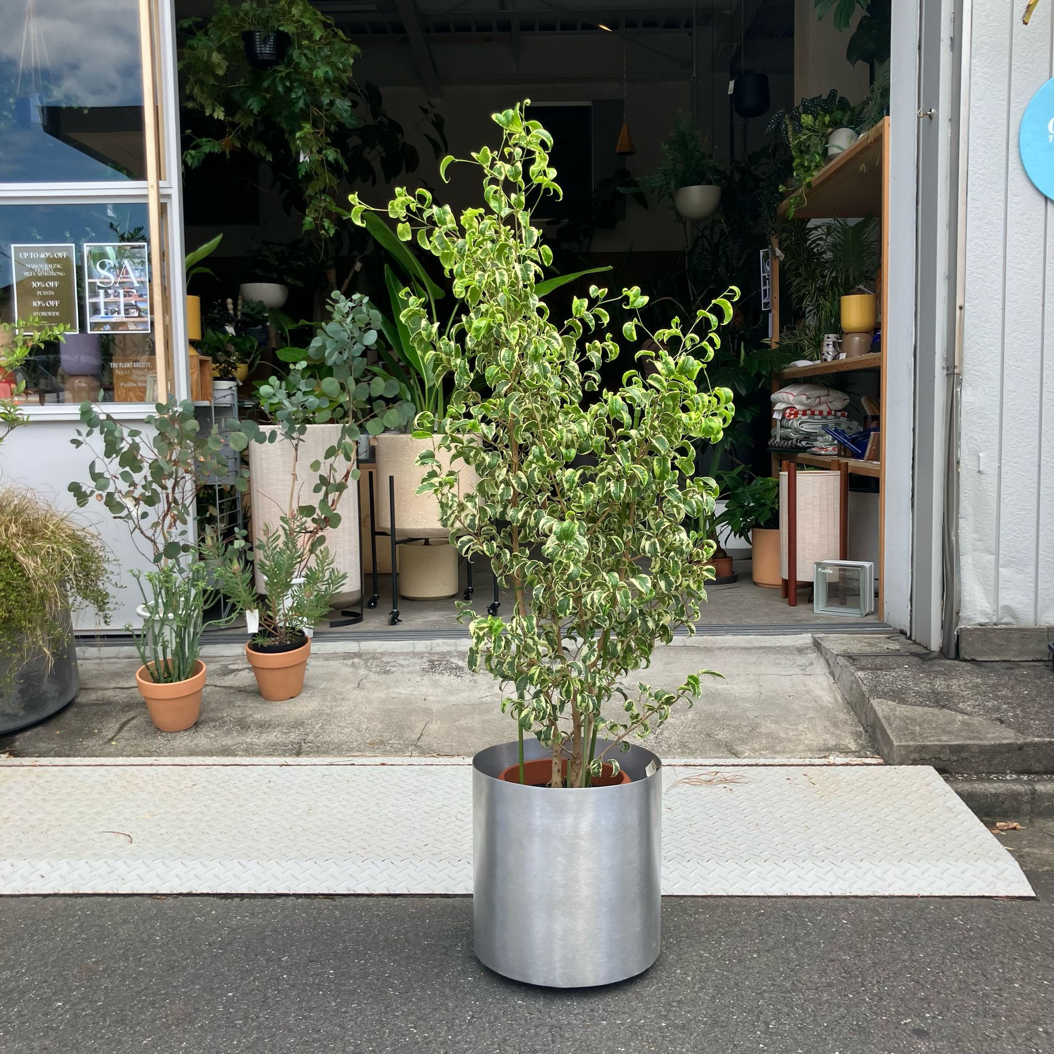 Ficus benjamina barok フィカス ベンジャミン バロック 斑入り I