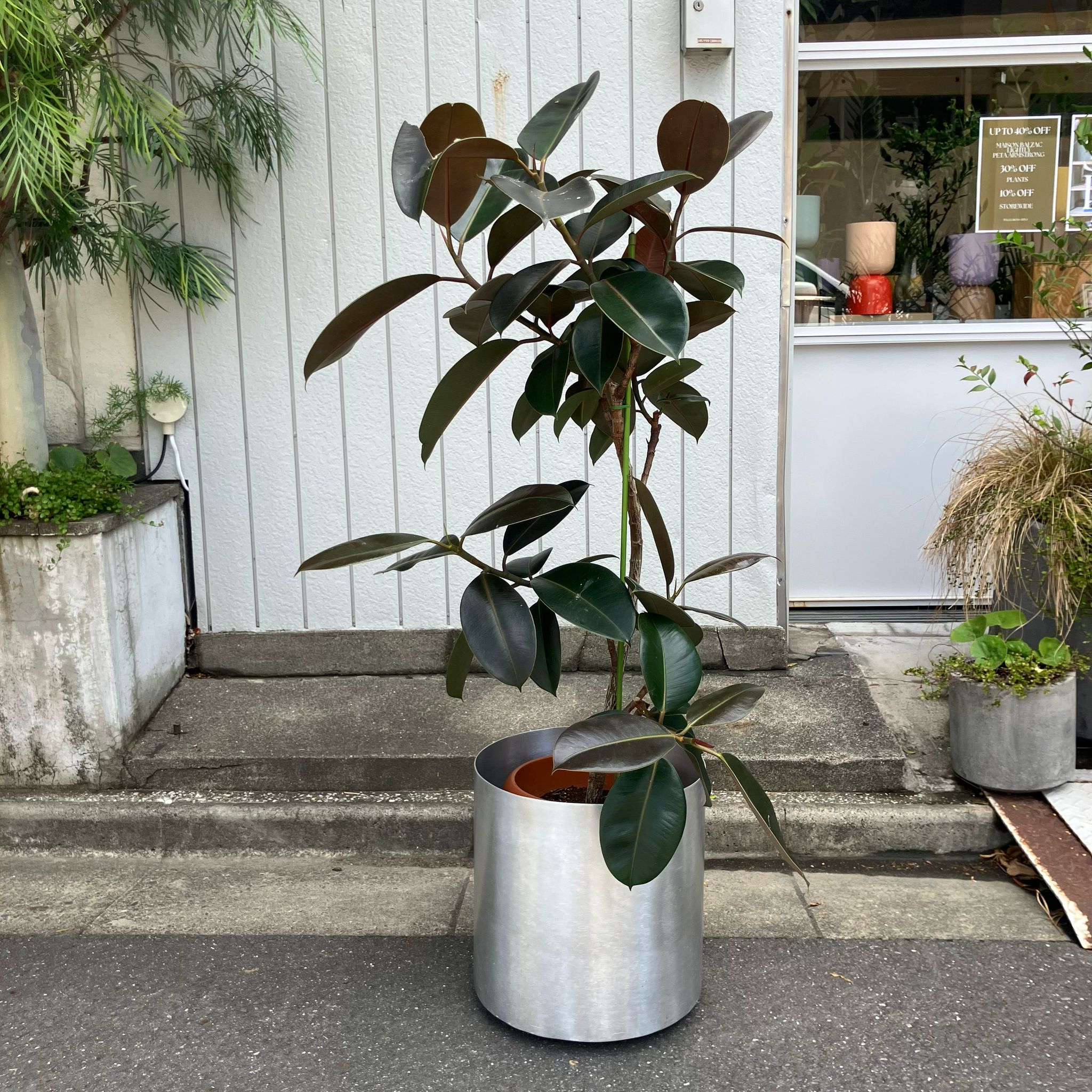 観葉植物 フィカス バーガンディ フィカス バーガンディ I インドアプランツ I プラント