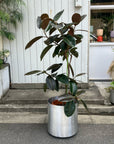 Rubber Plant (Ficus elastica 'Burgundy')フィカス バーガンディ