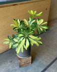 Schefflera arboricola cv. Compacta variagata シェフレラ・コンパクタ(斑入り)