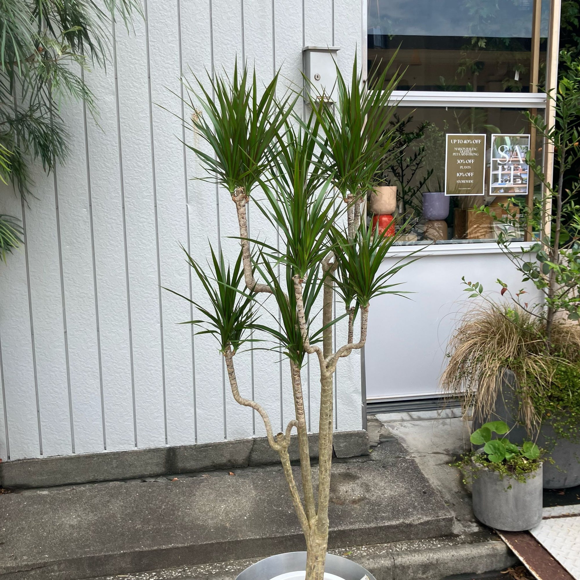 Dragon Tree ドラセナ コンシンネ