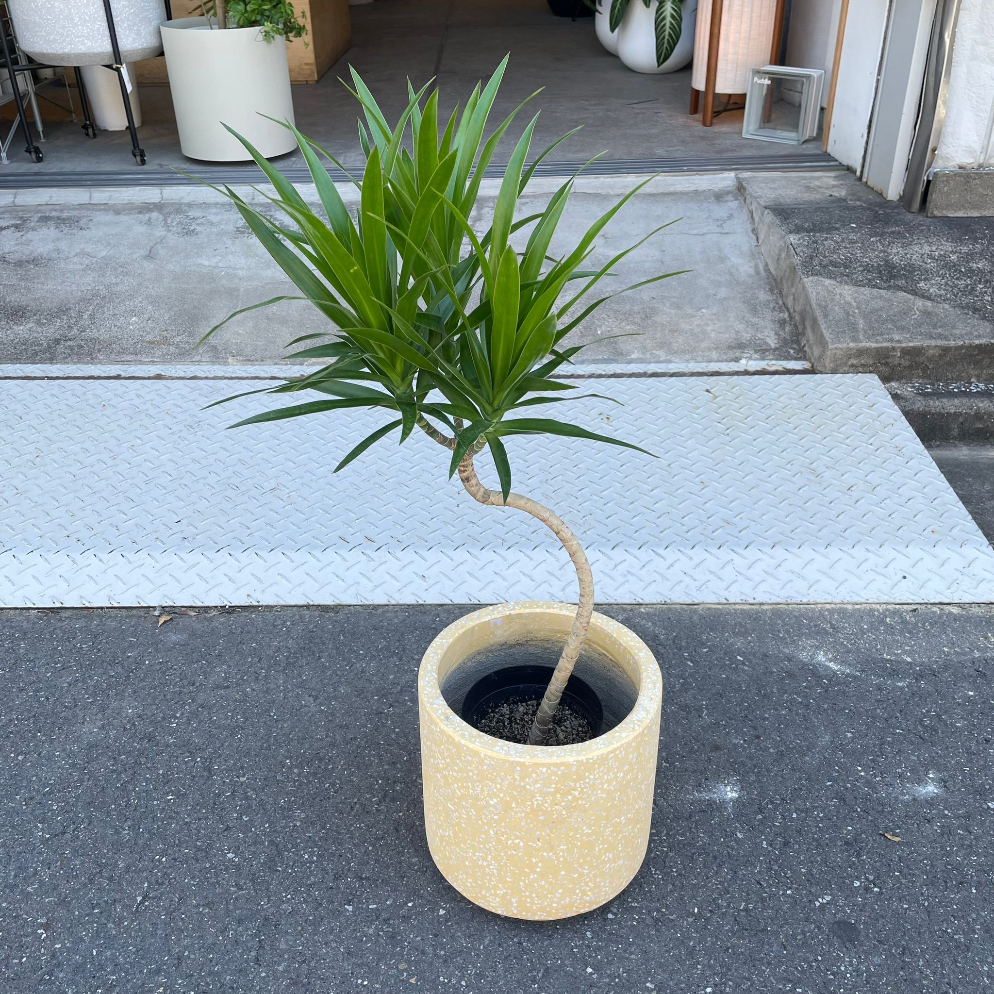 ドラセナ ナビー I インドアプランツ I プラントソサエティトーキョー