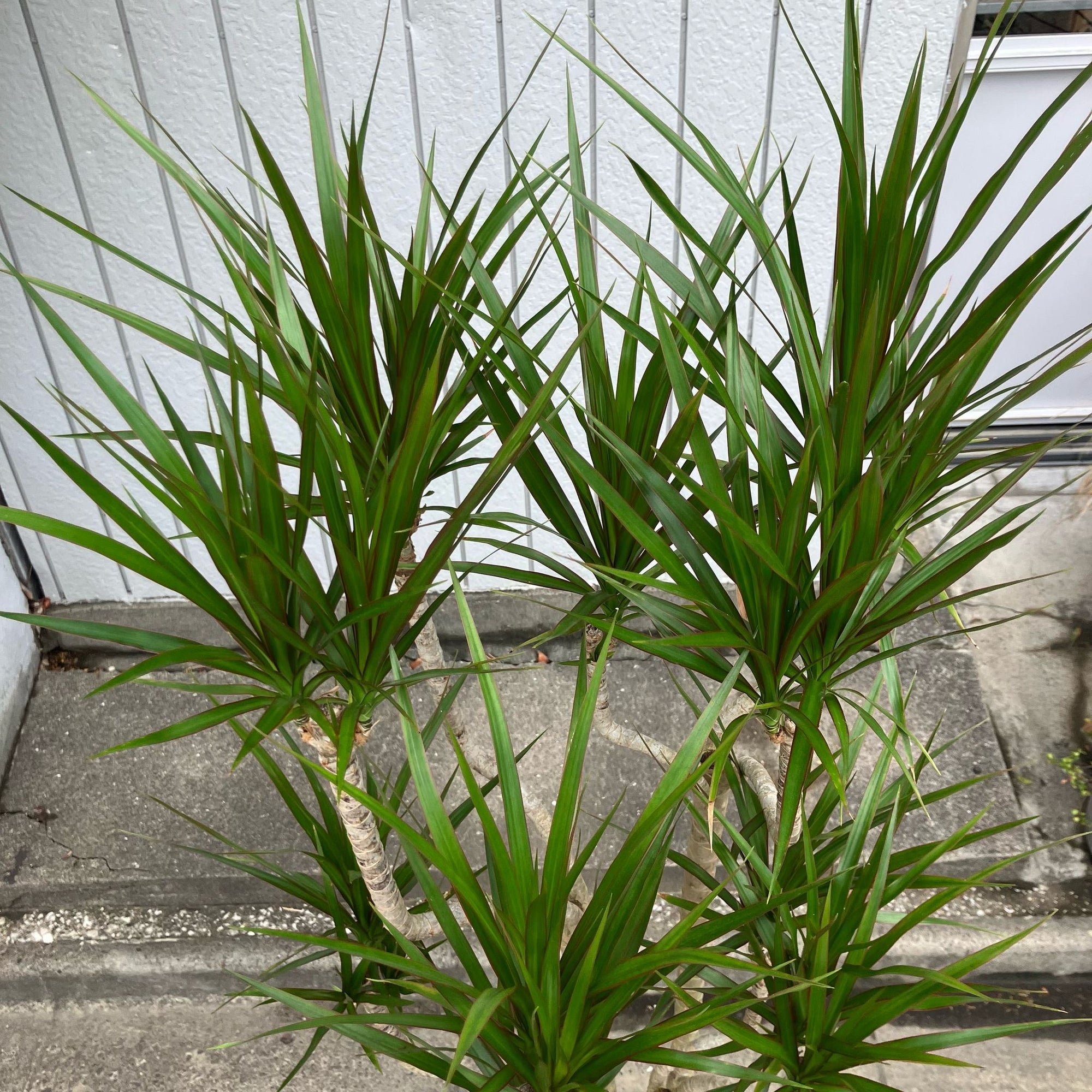 Dragon Tree ドラセナ コンシンネ
