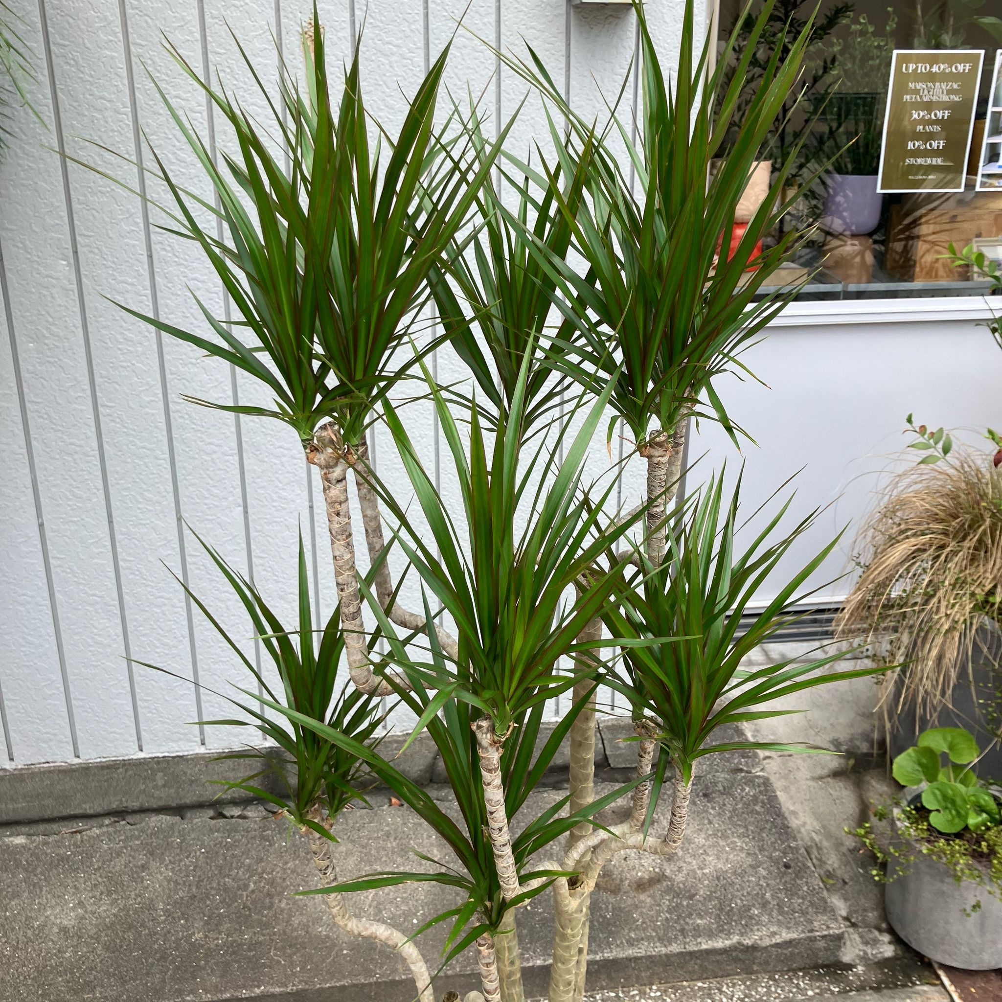 ドラセナ　コンシンネ 観葉植物 ドラセナ コンシンネ 6号 インティ ホワイト 付き