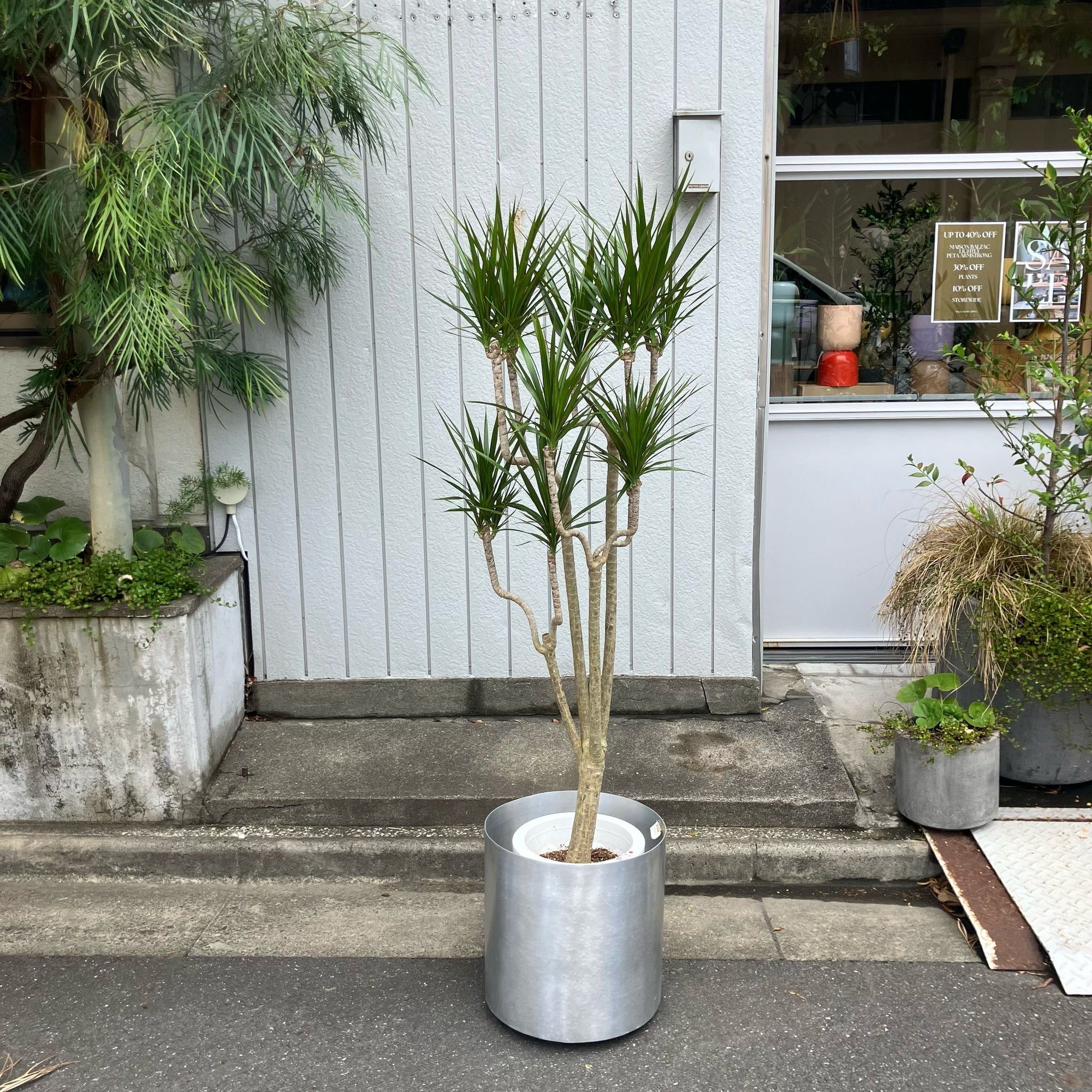Dragon Tree ドラセナ コンシンネ