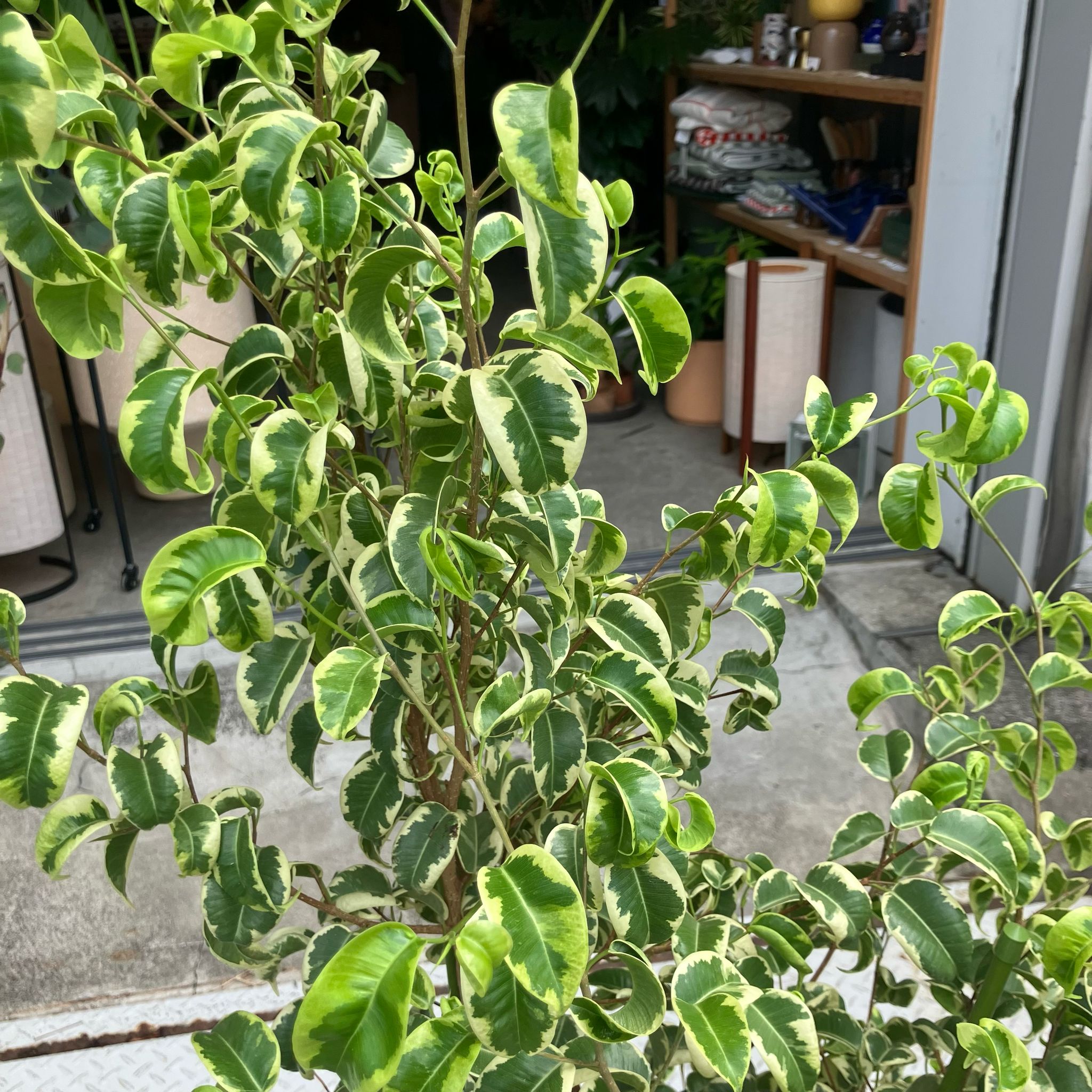 Ficus benjamina barok フィカス ベンジャミン バロック 斑入り I