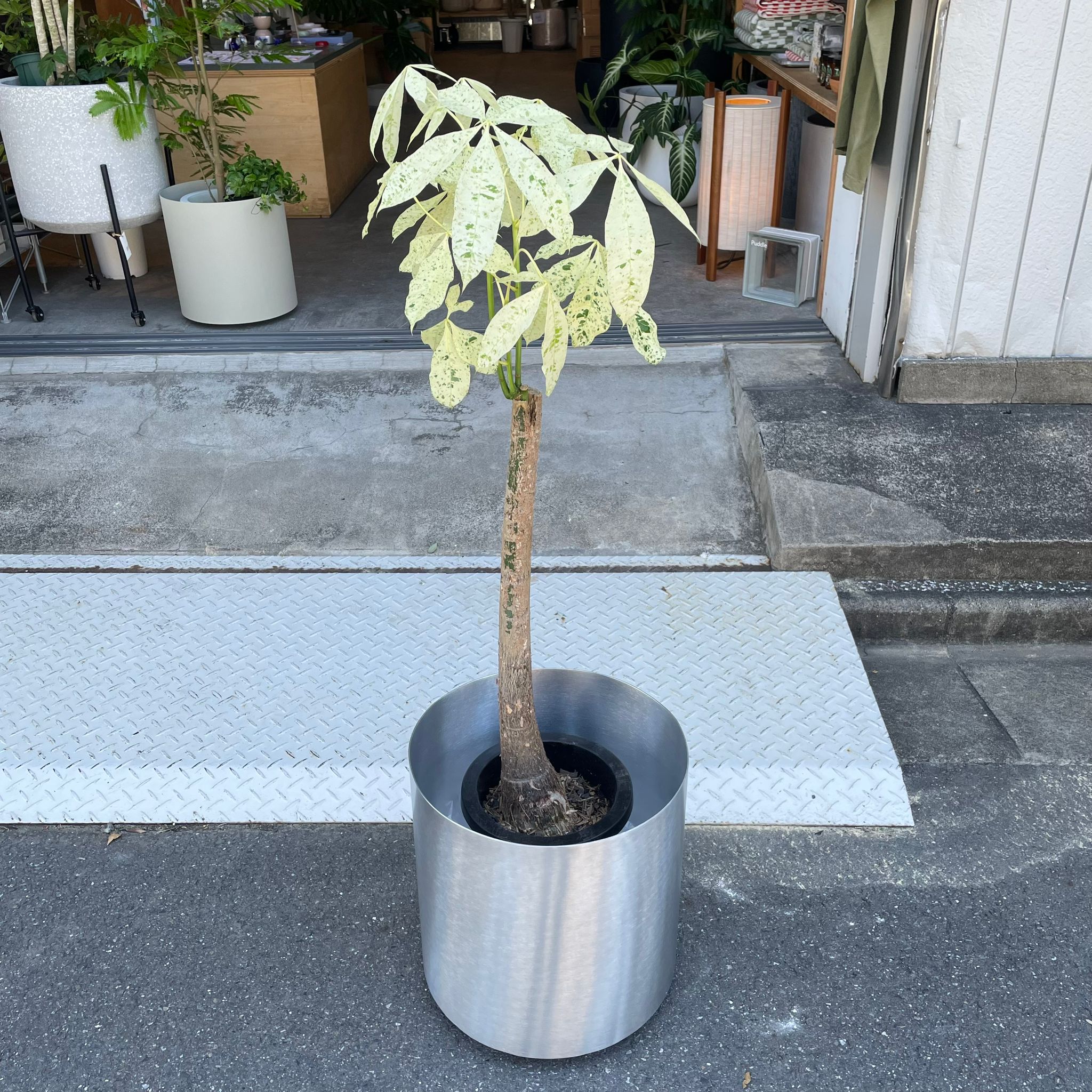 パキラ ミルキーウェイ I インドアプランツ I プラントソサエティ
