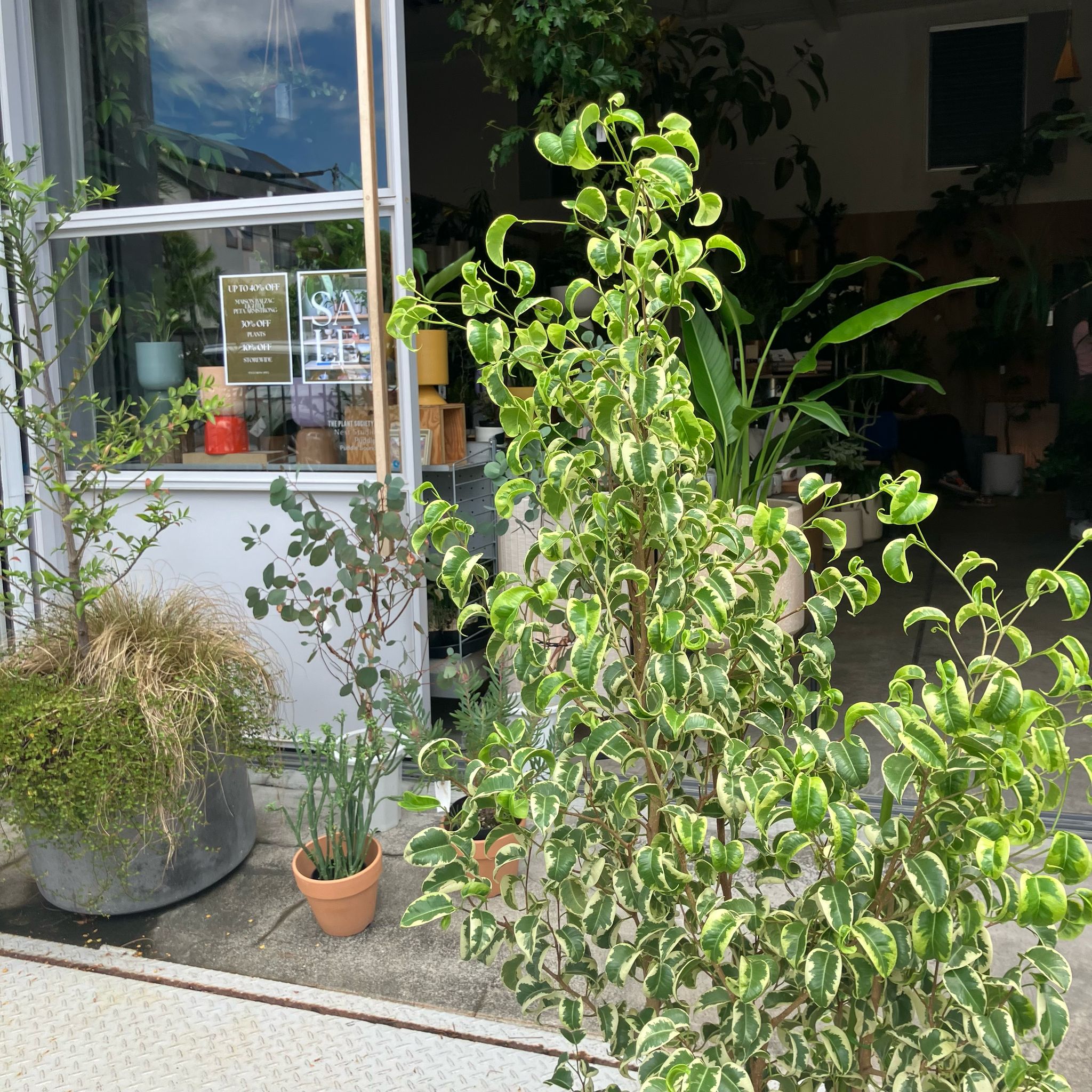 Ficus benjamina barok フィカス ベンジャミン バロック 斑入り I