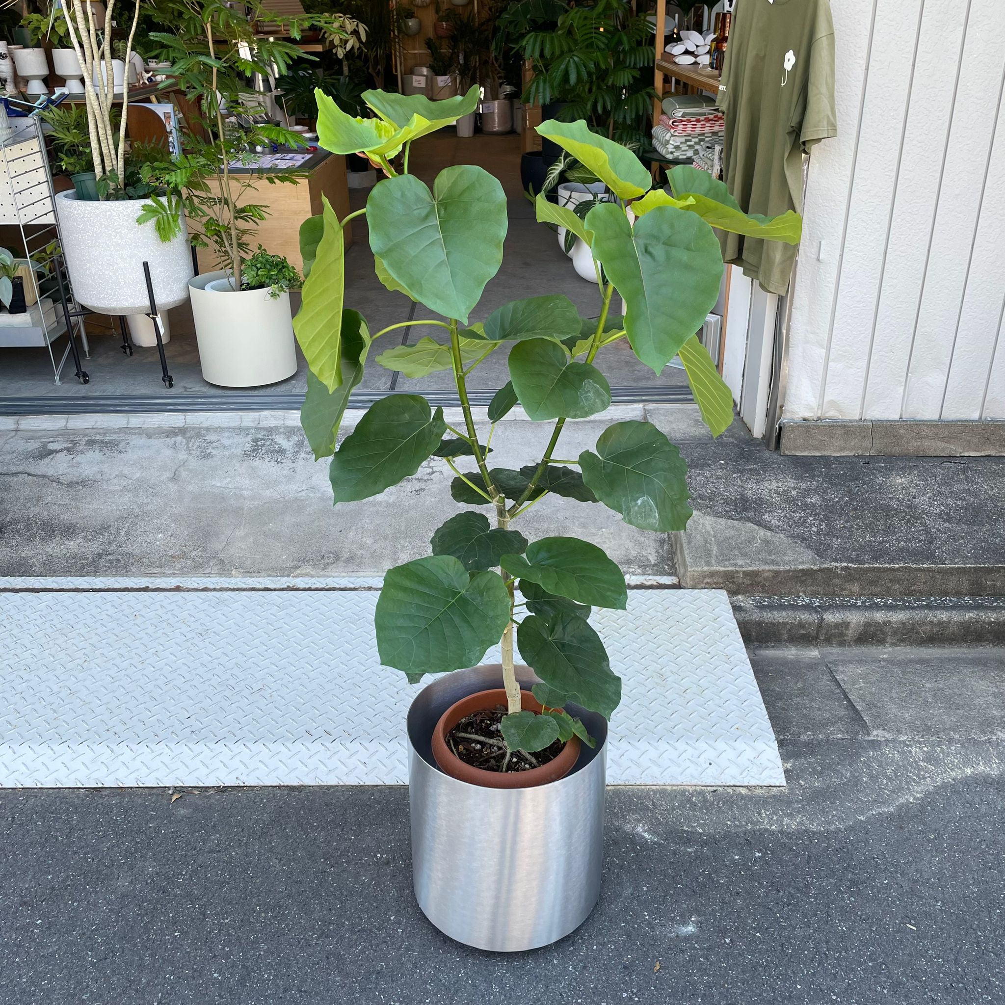 フィカス ウンベラータ I インドアプランツ I プラントソサエティ