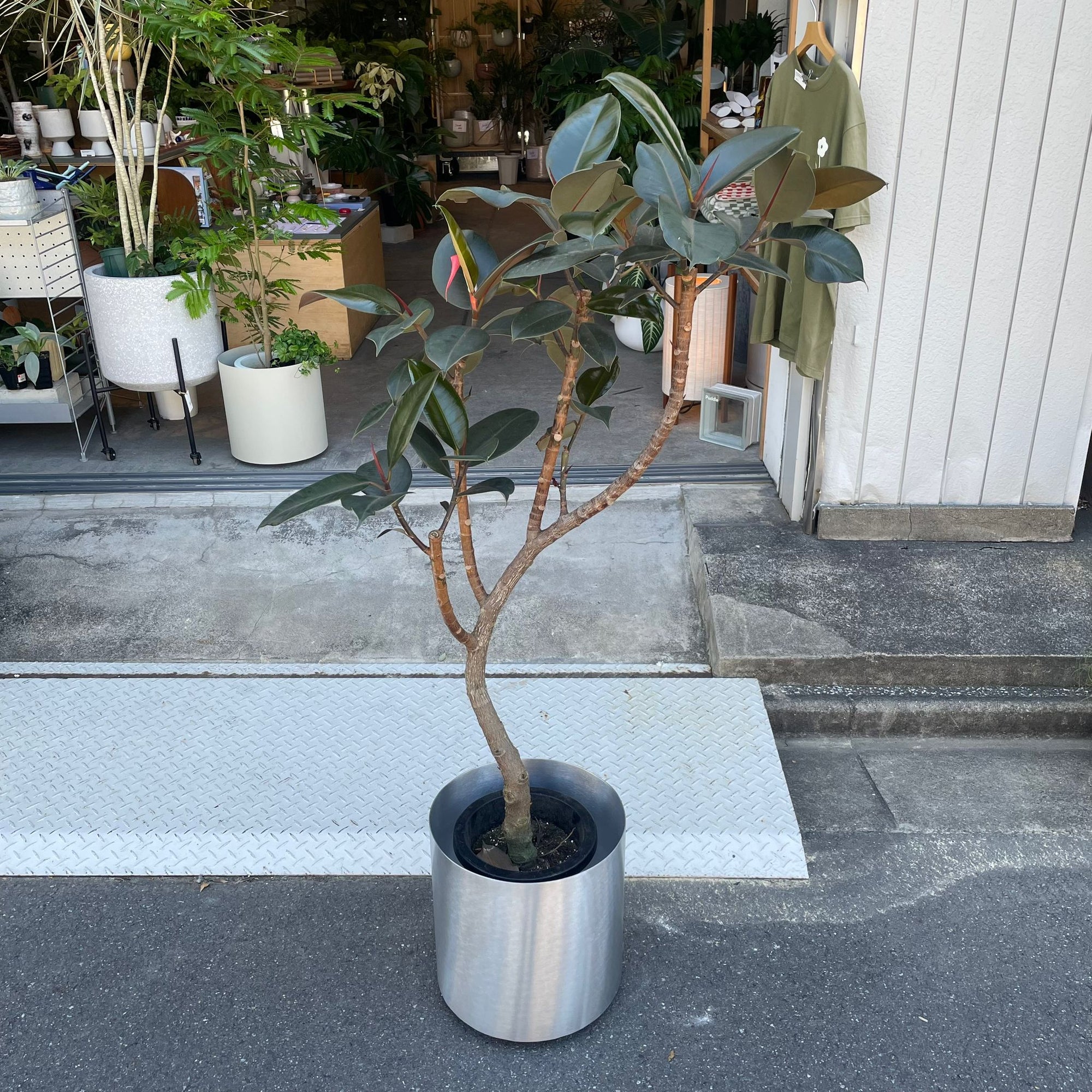 Rubber Plant (Ficus elastica 'Burgundy')フィカス バーガンディ