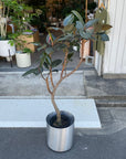 Rubber Plant (Ficus elastica 'Burgundy')フィカス バーガンディ