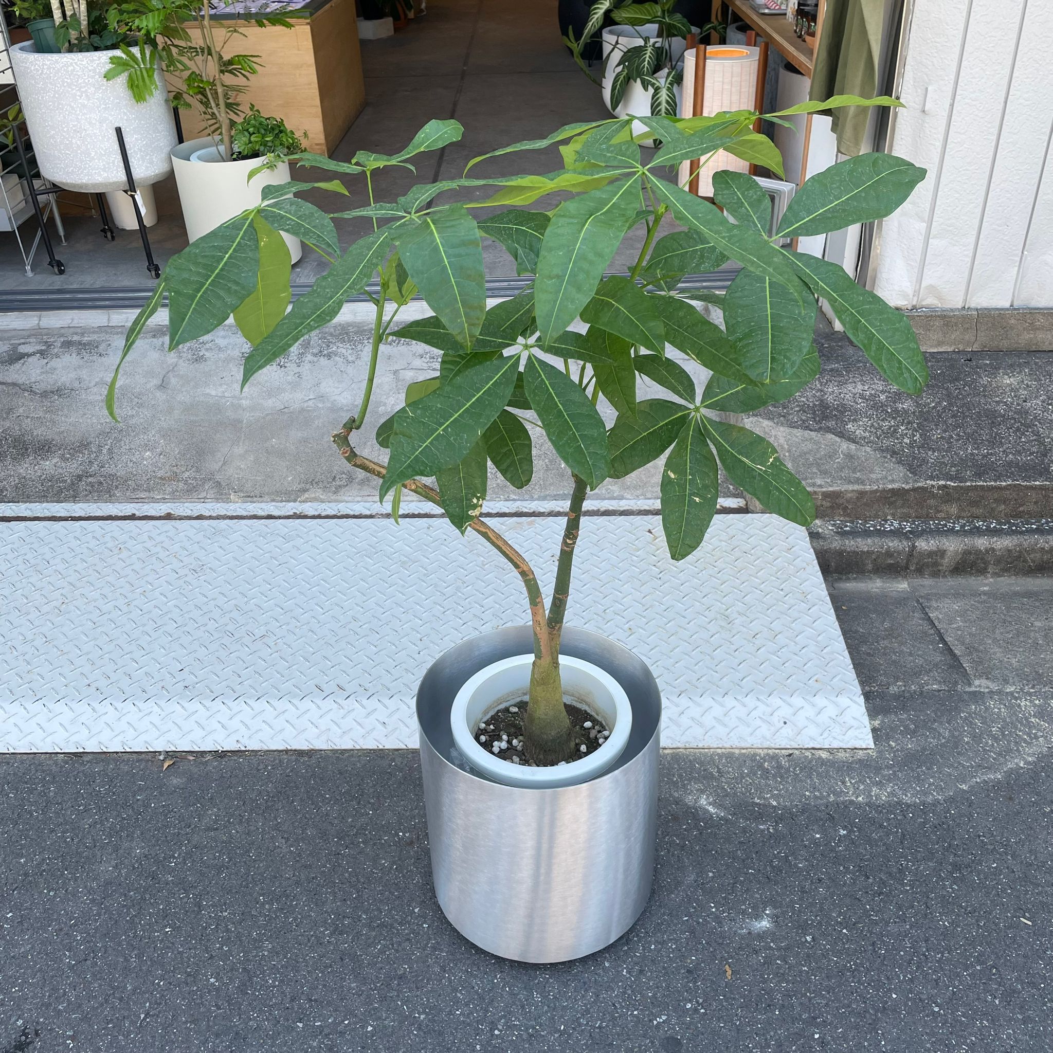 パキラ I インドアプランツ I プラントソサエティトーキョー – THE