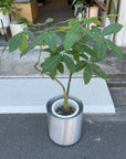 Pachira パキラ