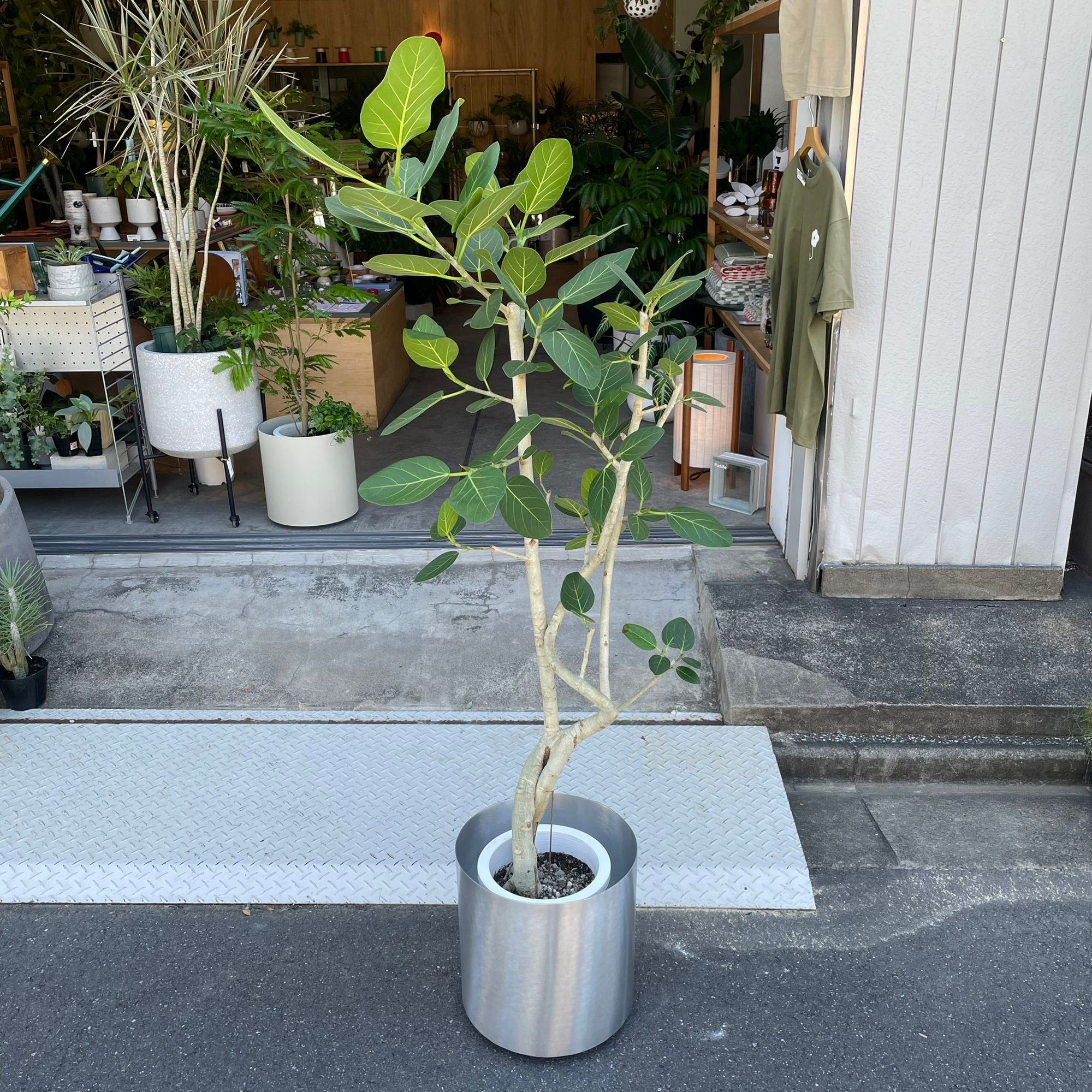 Ficus Audrey (Ficus benghalensis) フィカス  ベンガレンシス