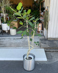 Ficus Audrey (Ficus benghalensis) フィカス  ベンガレンシス
