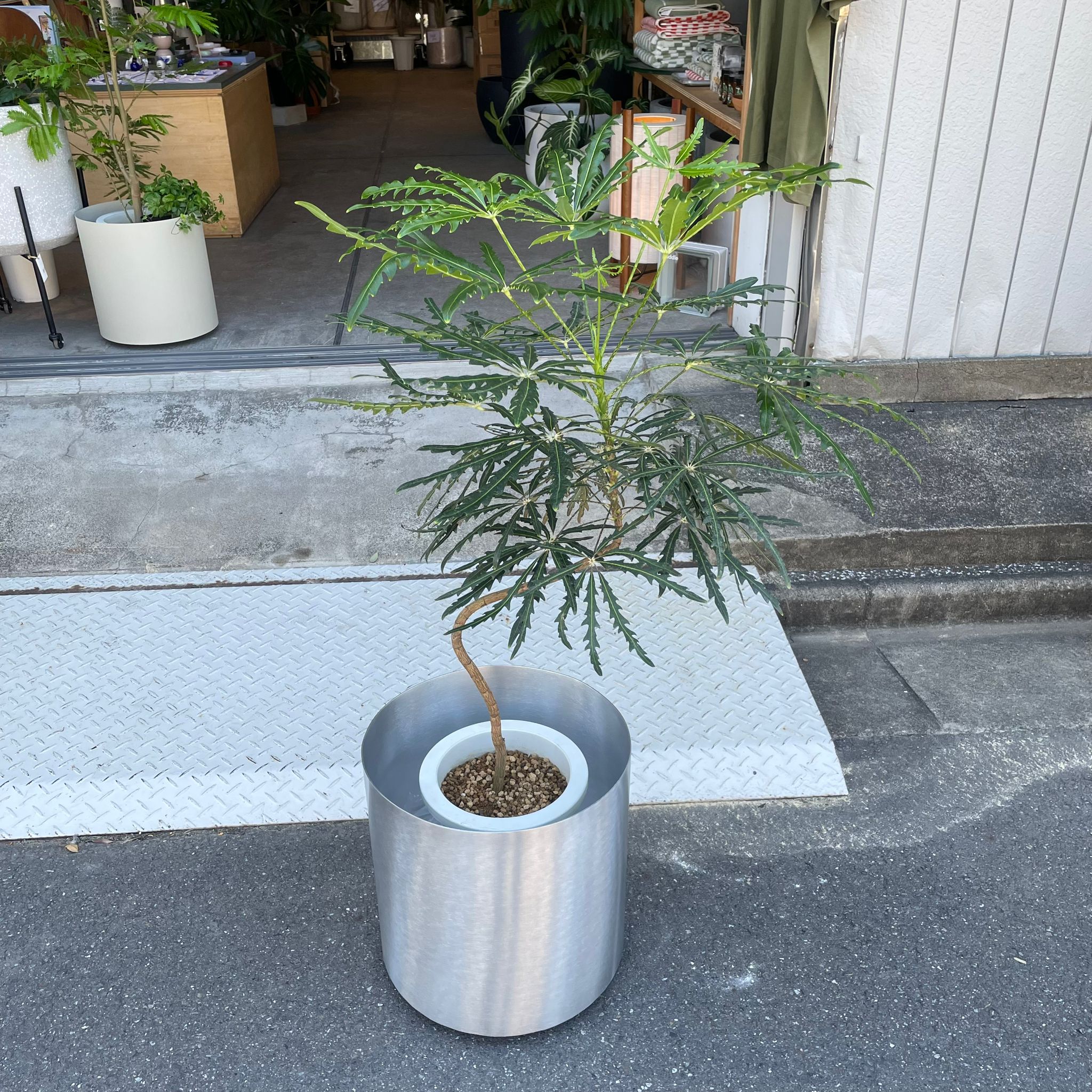 アラレヤ I インドアプランツ I プラントソサエティトーキョー
