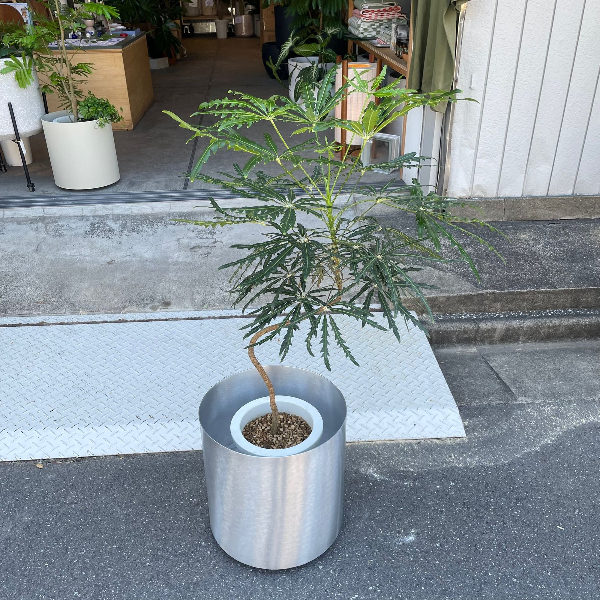 Schefflera elegantissima アラレヤ