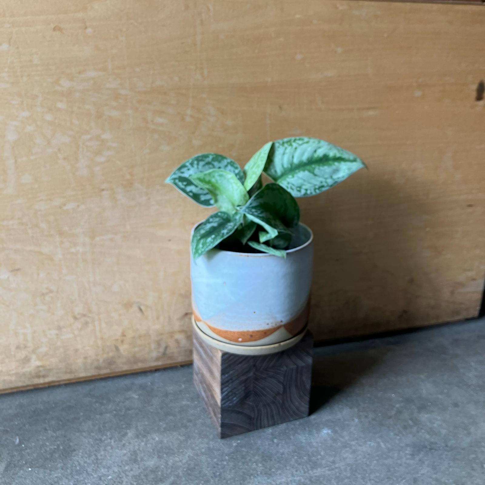 Satin Pothos スキンダプサス トレビー