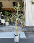 Dragon Tree ドラセナ コンシンネ トリカラー
