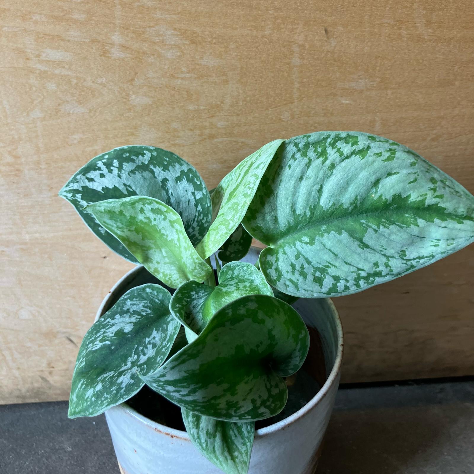 Satin Pothos スキンダプサス トレビー