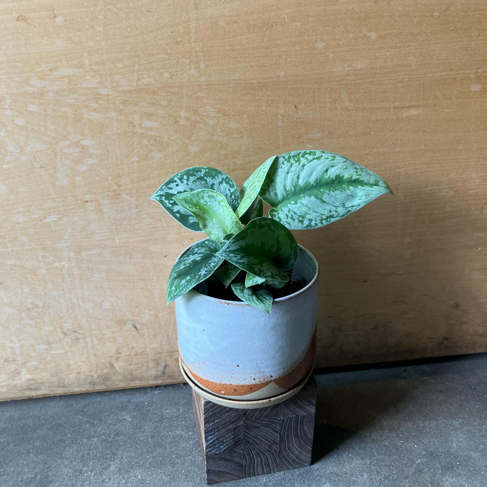Satin Pothos スキンダプサス トレビー
