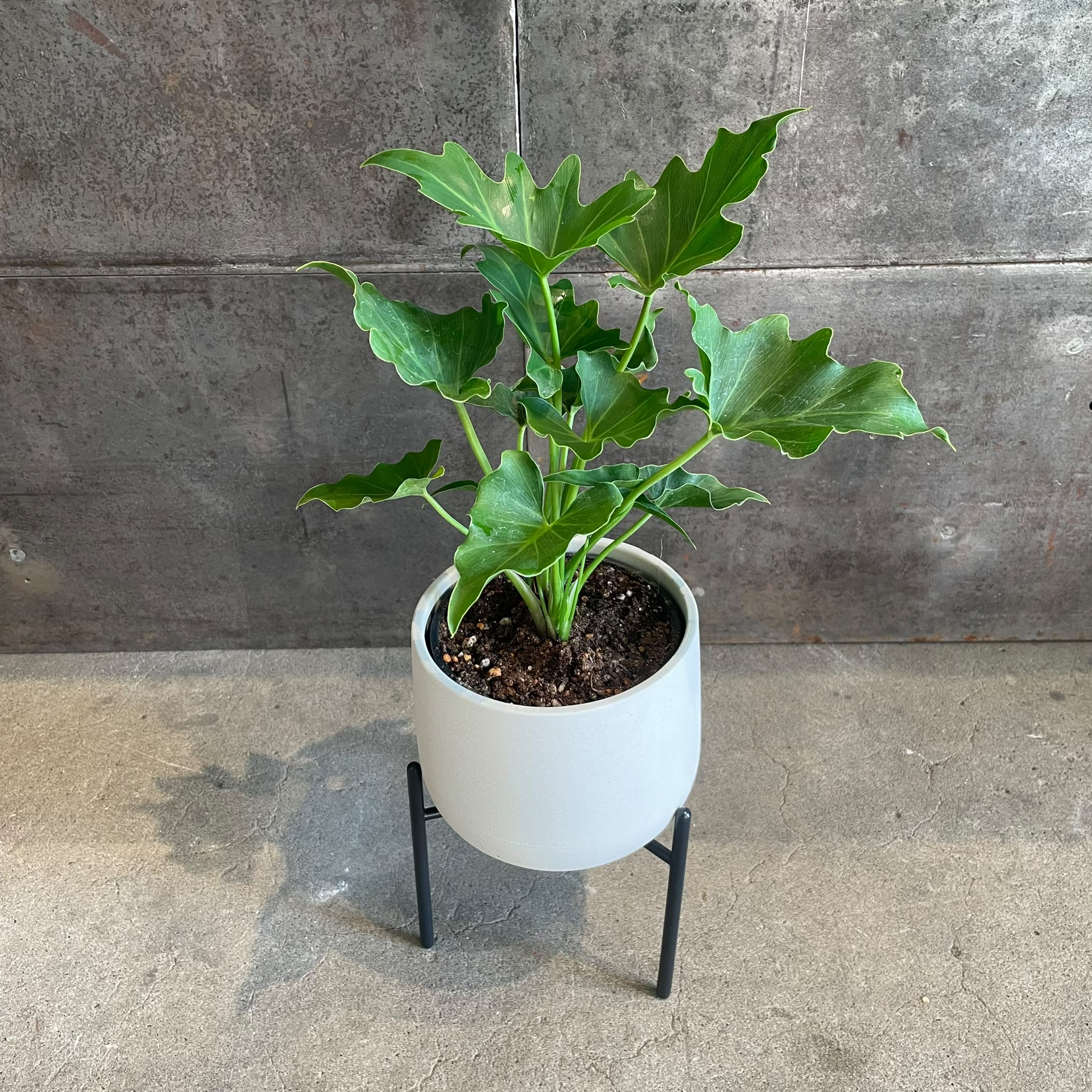 Philodendron 'Selloum' フィロデンドロン セローム – THE PLANT
