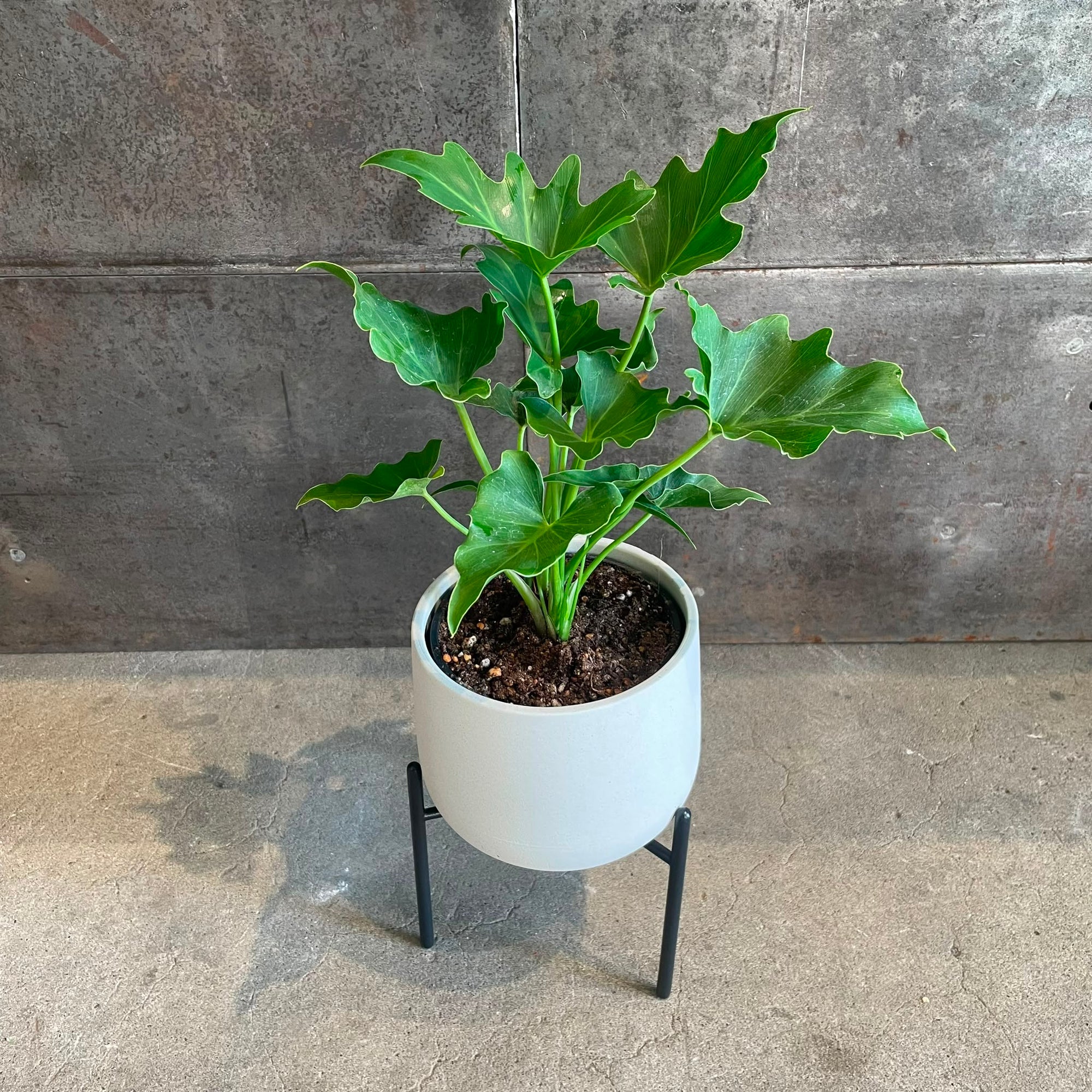 Philodendron 'Selloum' フィロデンドロン セローム