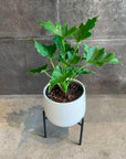 Philodendron 'Selloum' フィロデンドロン セローム