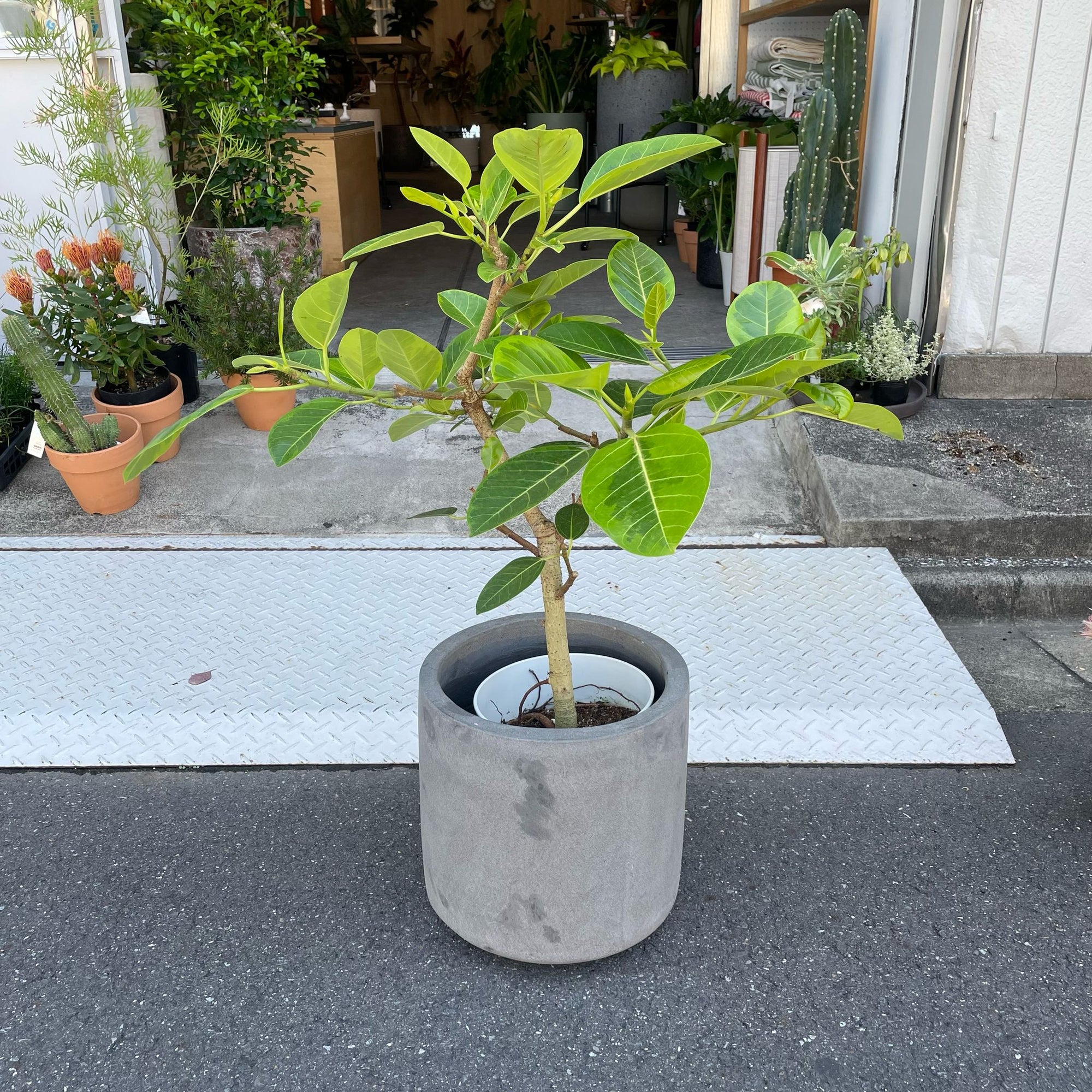 Ficus Altissima フィカス アルテシマ