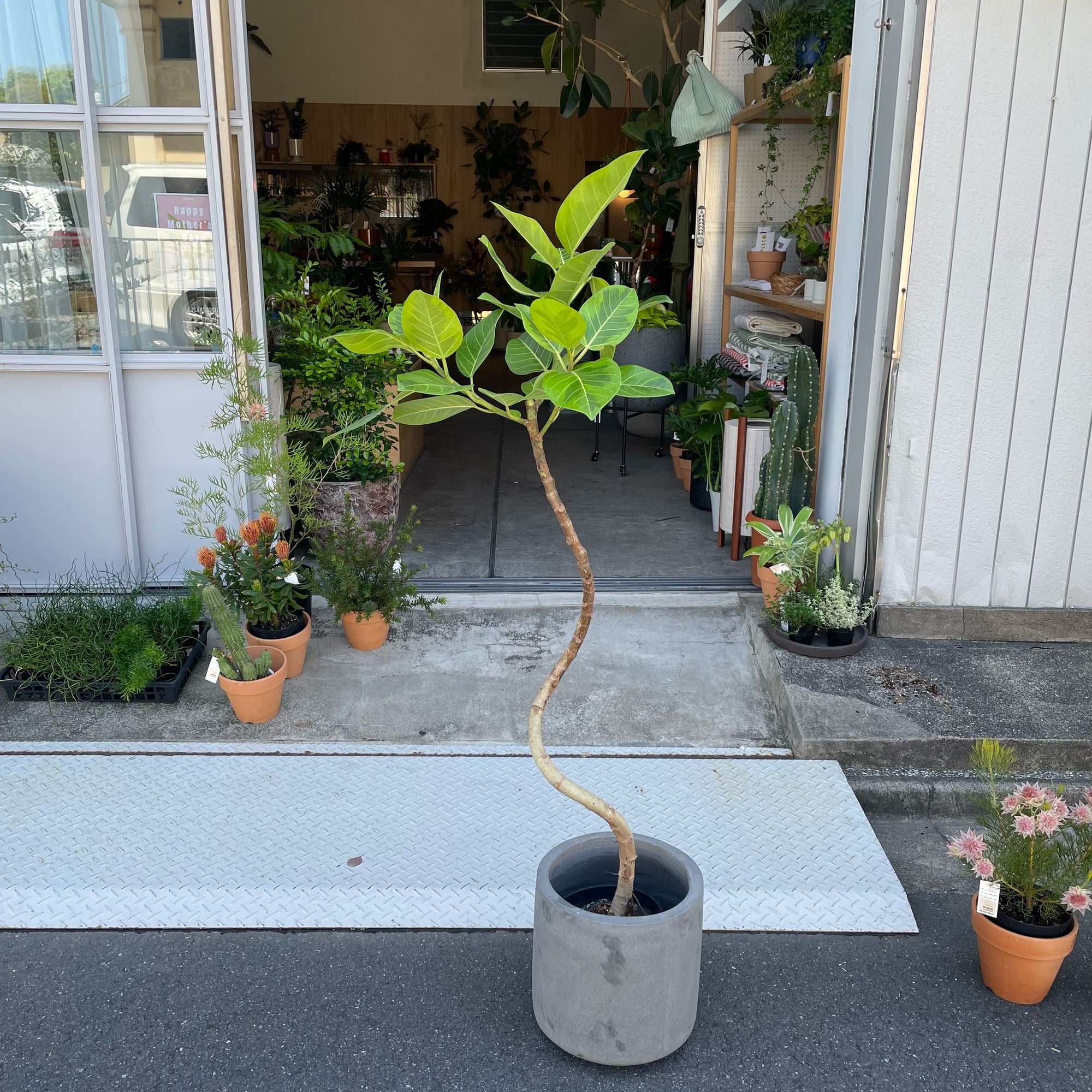 Ficus Altissima フィカス アルテシマ