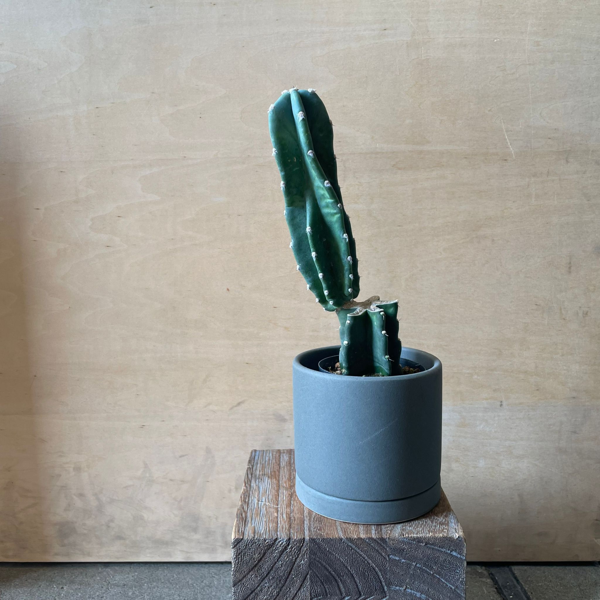 柱サボテン・雷神閣 I インドアプランツ I プラントソサエティ