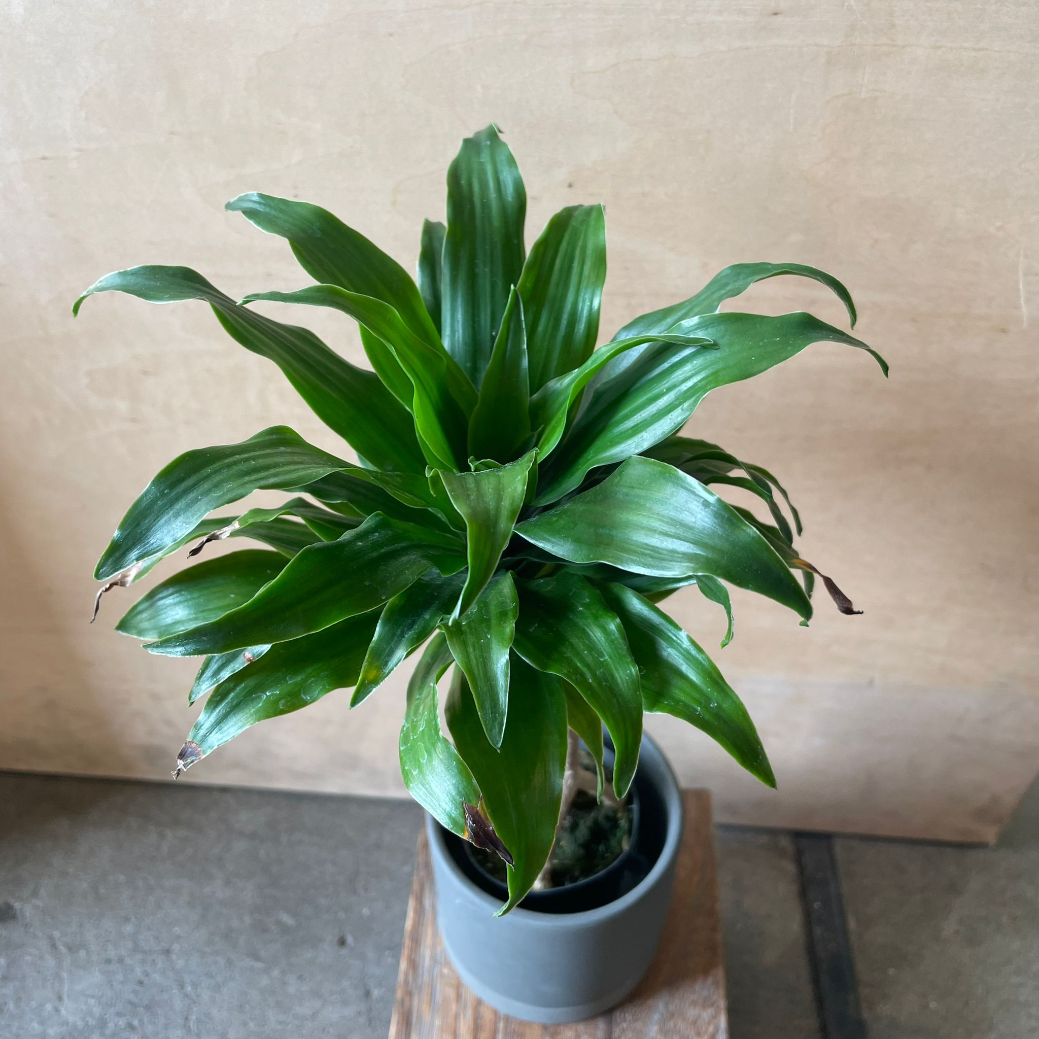 Dracaena Compacta ドラセナコンパクタ I インドアプランツ I プラント