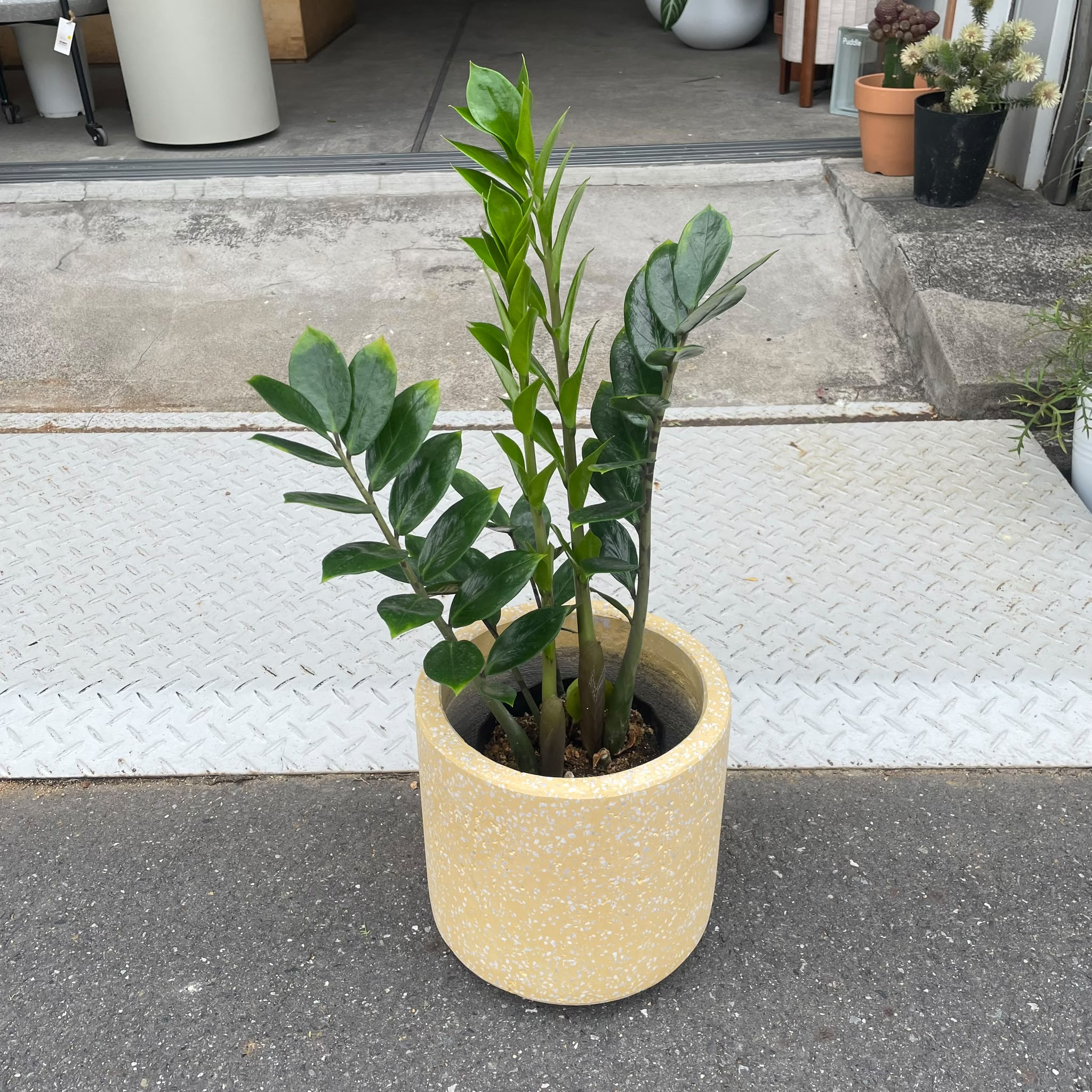 ZZプラント（ザミオクルカス ザミーフォリア）I インドアプランツ I