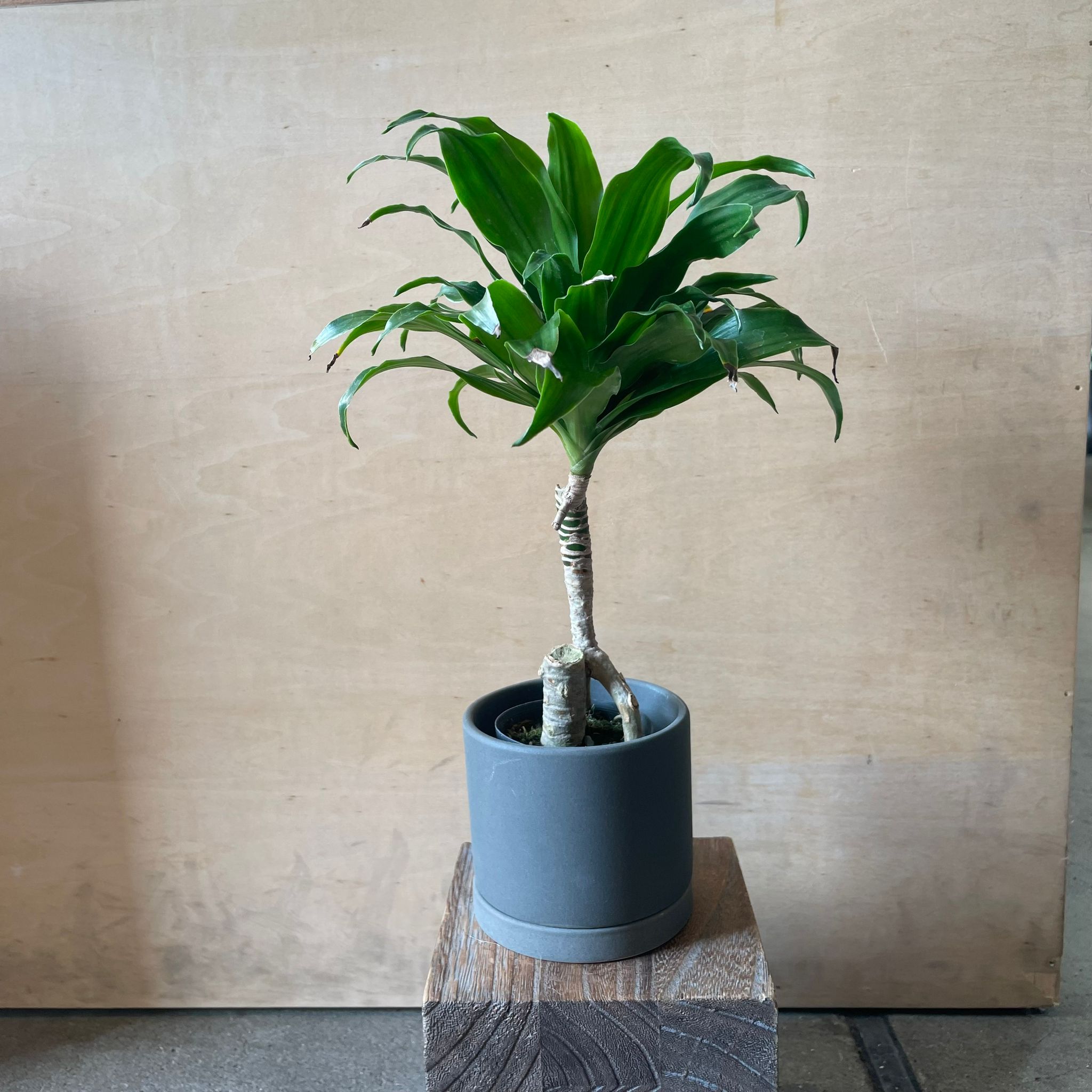 Dracaena Compacta ドラセナコンパクタ I インドアプランツ I プラント