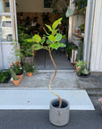 Ficus Altissima フィカス アルテシマ