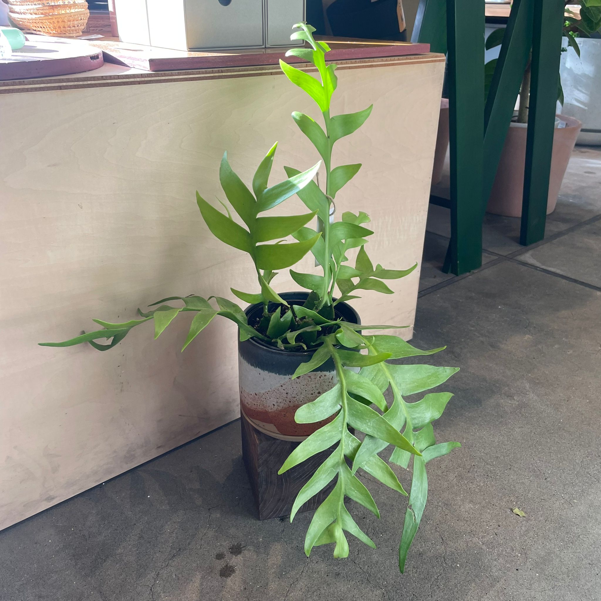 エピフィラム・クリソカルディウム （フィッシュボーンカクタス） I