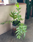 Epiphyllum Chrysocardium エピフィラム・クリソカルディウム