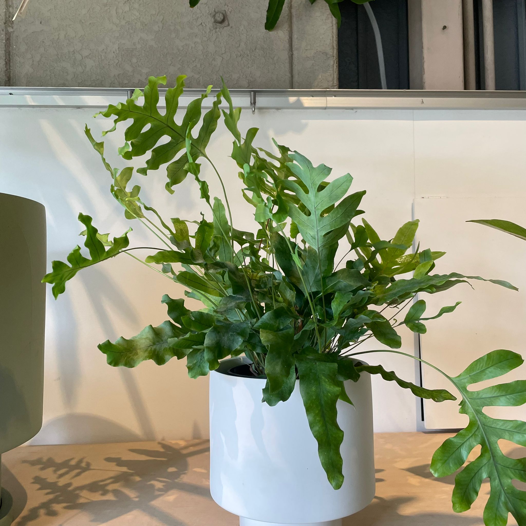 Blue star fern フレボディウム ブルースター I インドアプランツ I