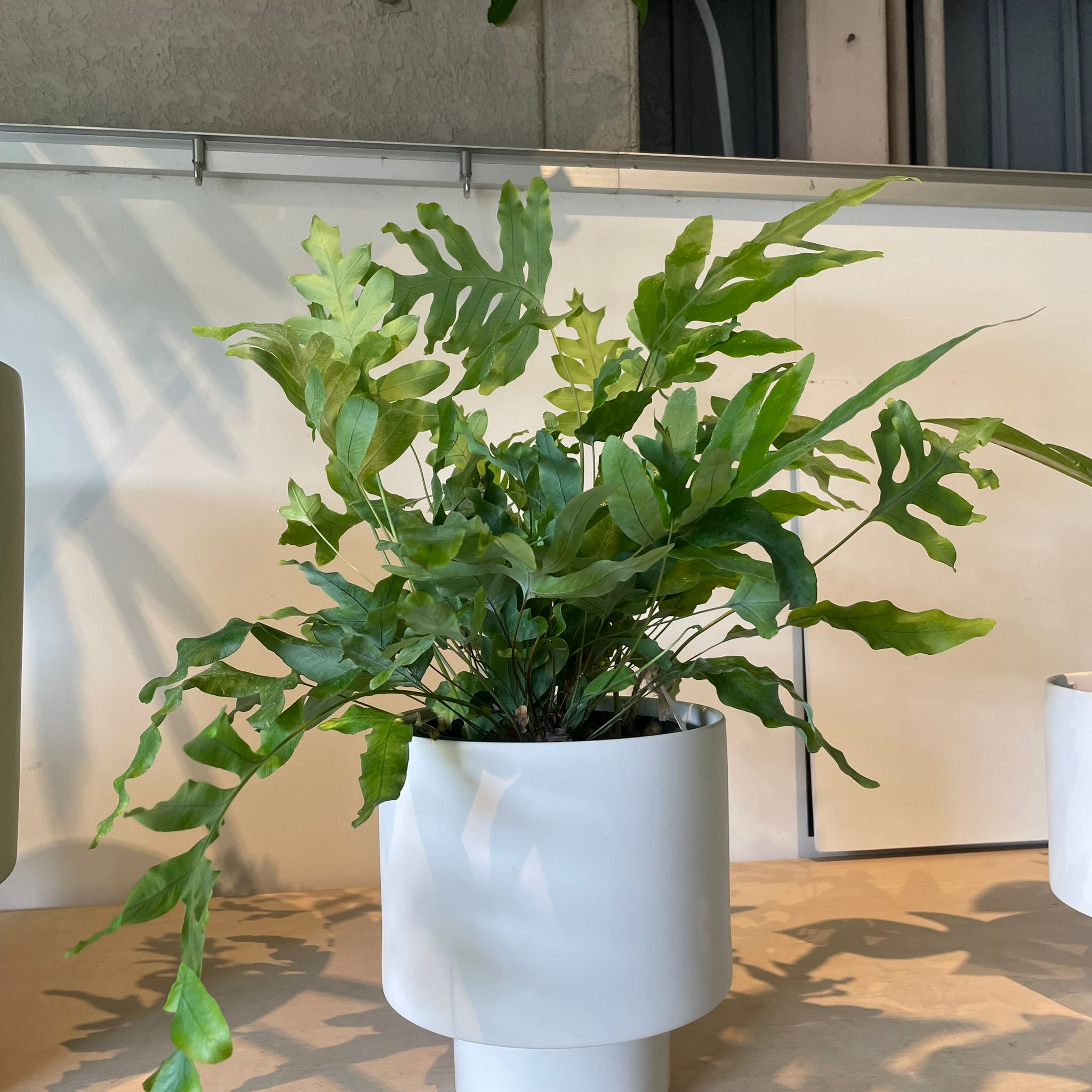 Blue star fern フレボディウム ブルースター I インドアプランツ I